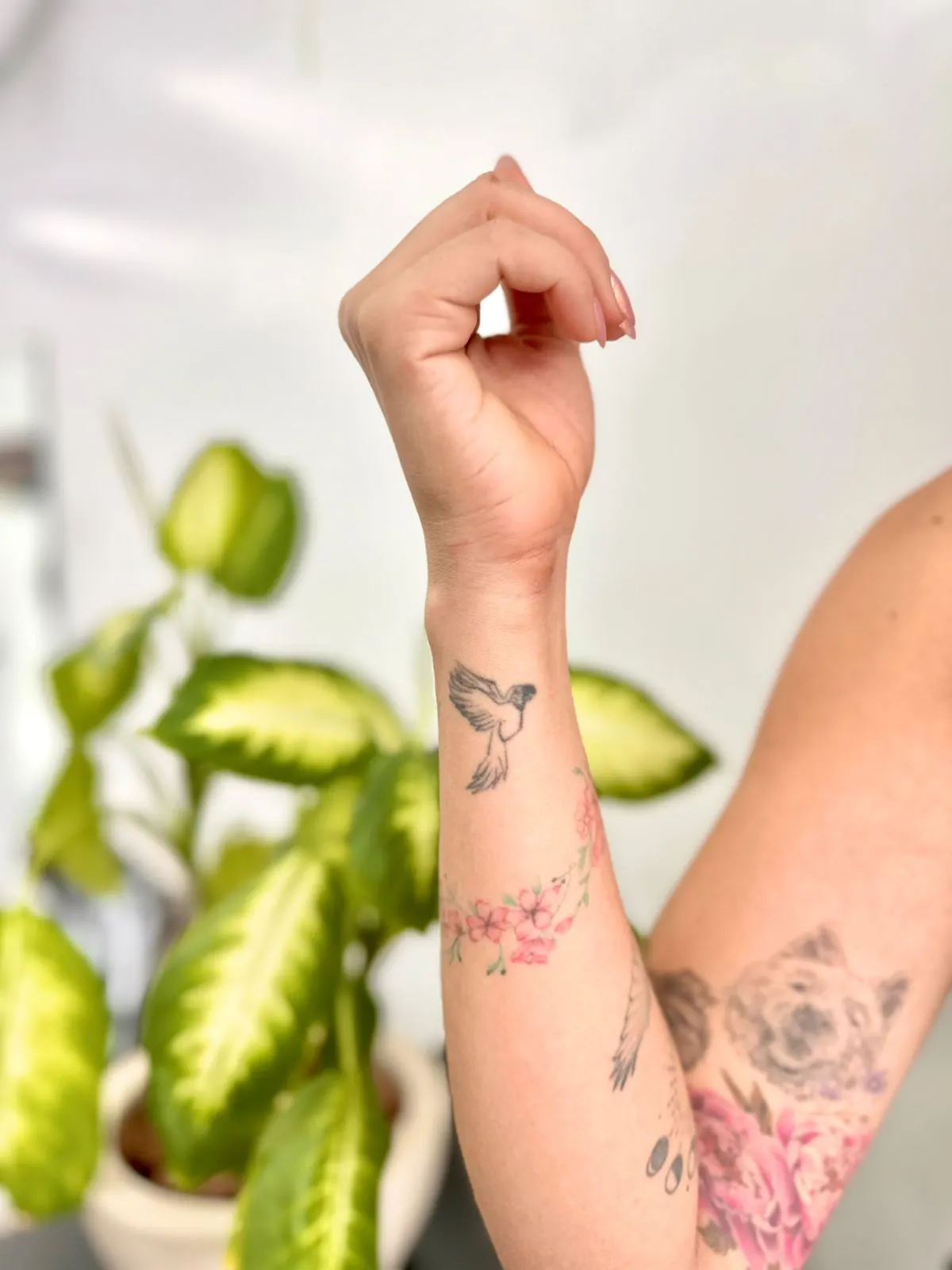 Arara — Transformação — tatuagem original antes da cobertura